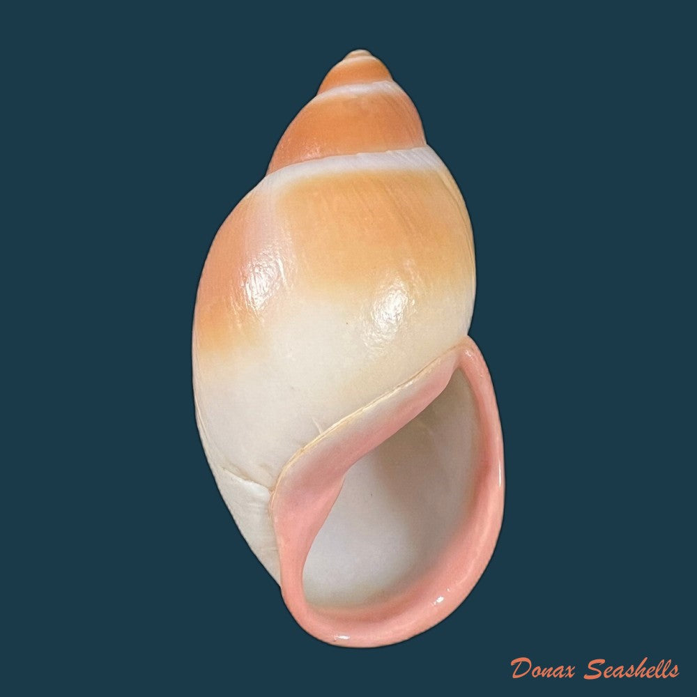 megalobulimus-sanctaepauli-ihering-pilsbry-1900-111-1mm-copia