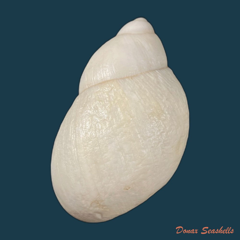 megalobulimus-toriii-lange-de-morretes-1937-91-4mm-copia