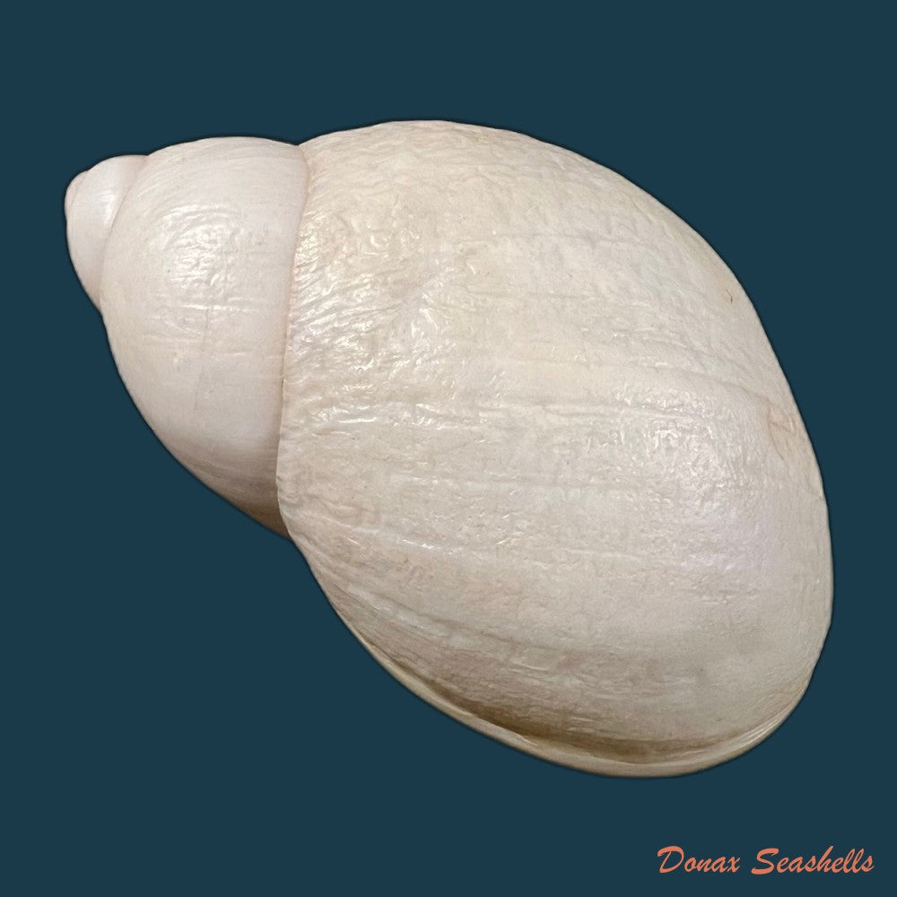 megalobulimus-toriii-lange-de-morretes-1937-91-4mm-copia