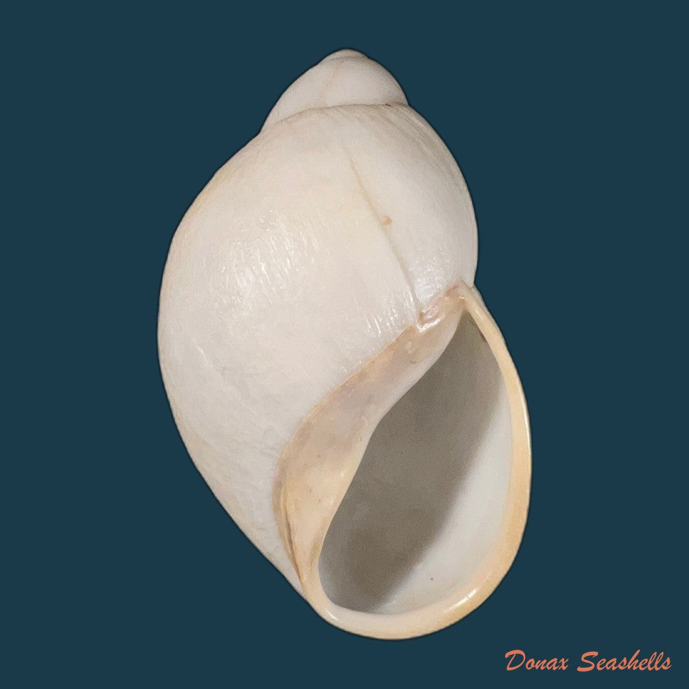 megalobulimus-toriii-lange-de-morretes-1937-91-4mm-copia