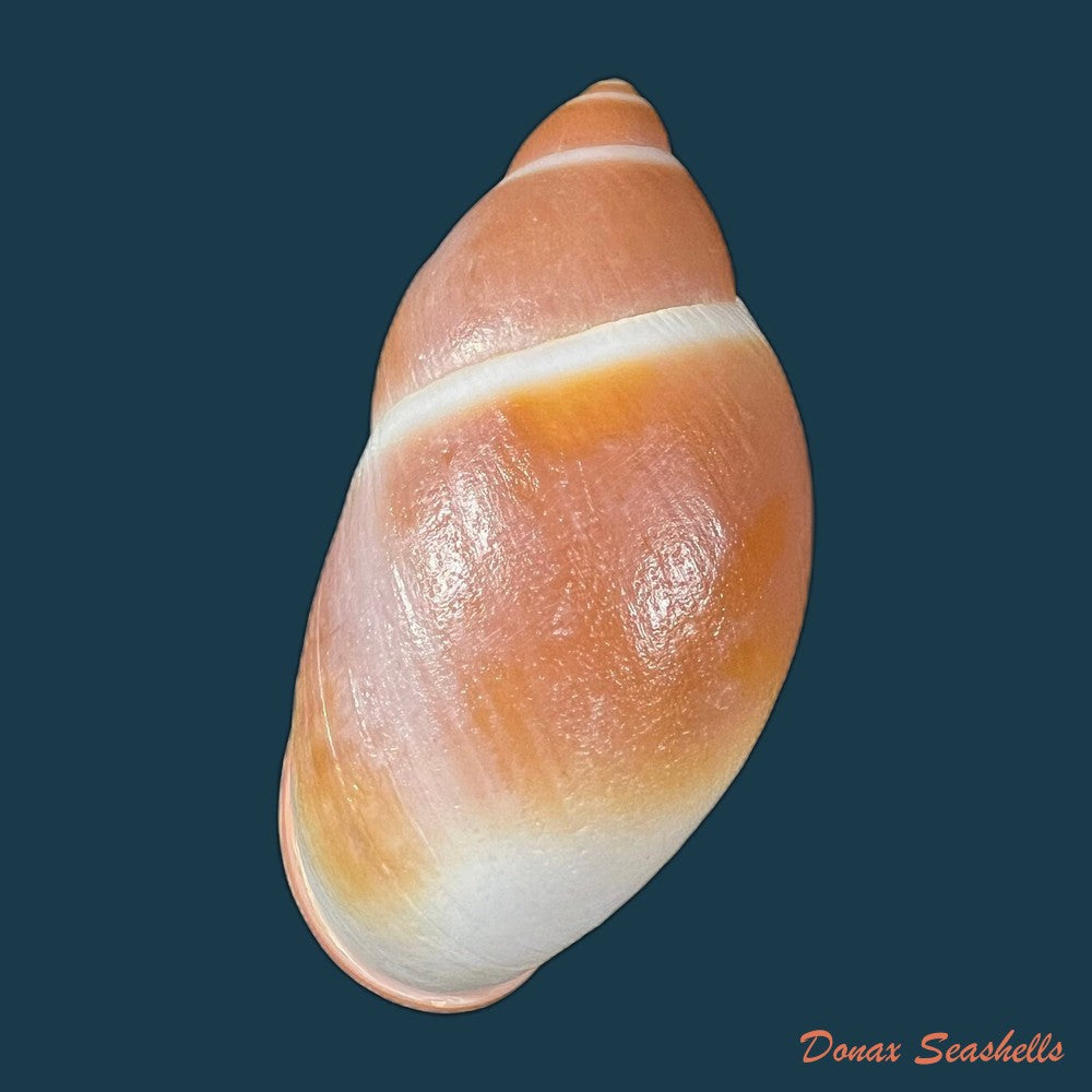 megalobulimus-toriii-lange-de-morretes-1937-96-5mm-copia
