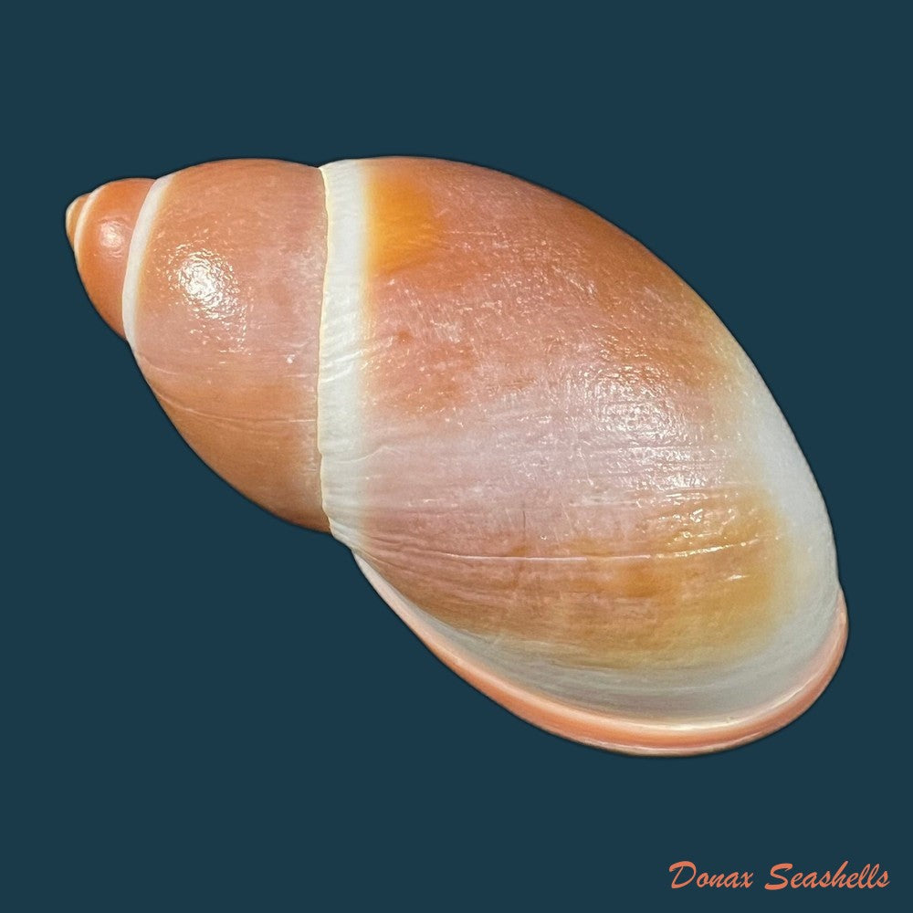 megalobulimus-toriii-lange-de-morretes-1937-96-5mm-copia