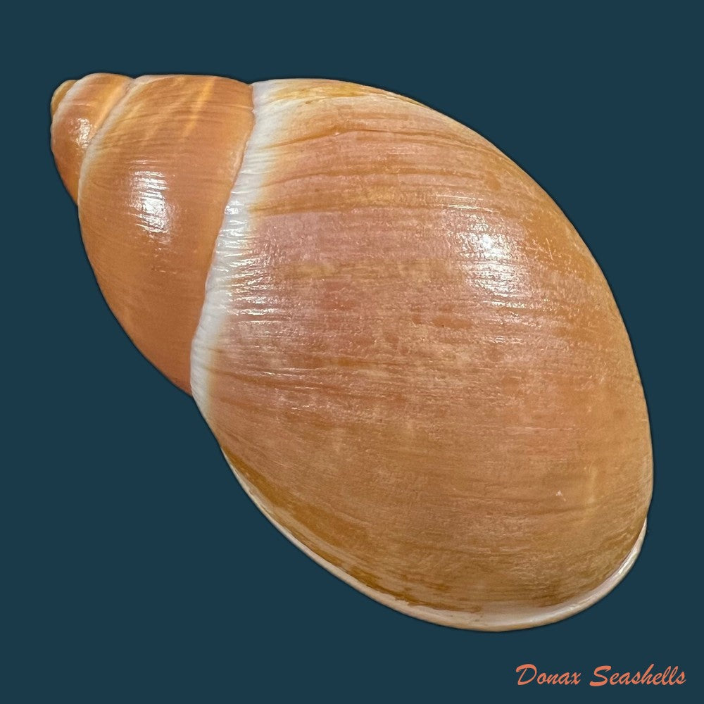 megalobulimus-yporanganus-pilsbry-ihering-1901-72-2mm-copia