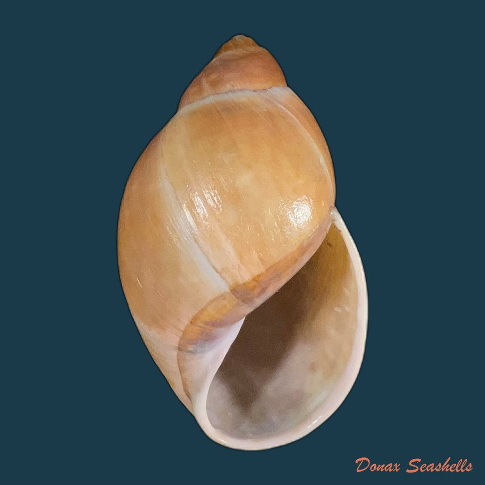 megalobulimus-yporanganus-pilsbry-ihering-1901-72-2mm-copia