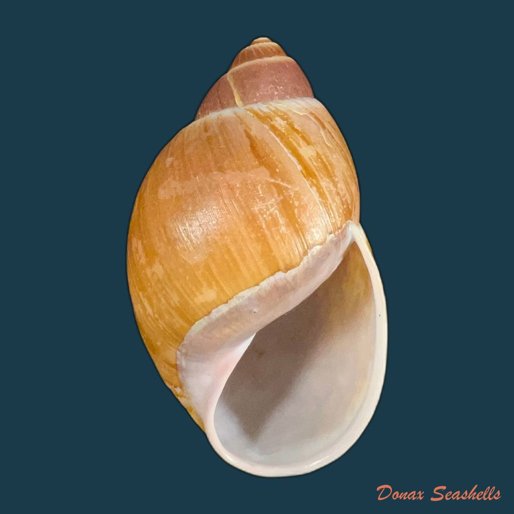 megalobulimus-yporanganus-pilsbry-ihering-1901-76-5mm-copia