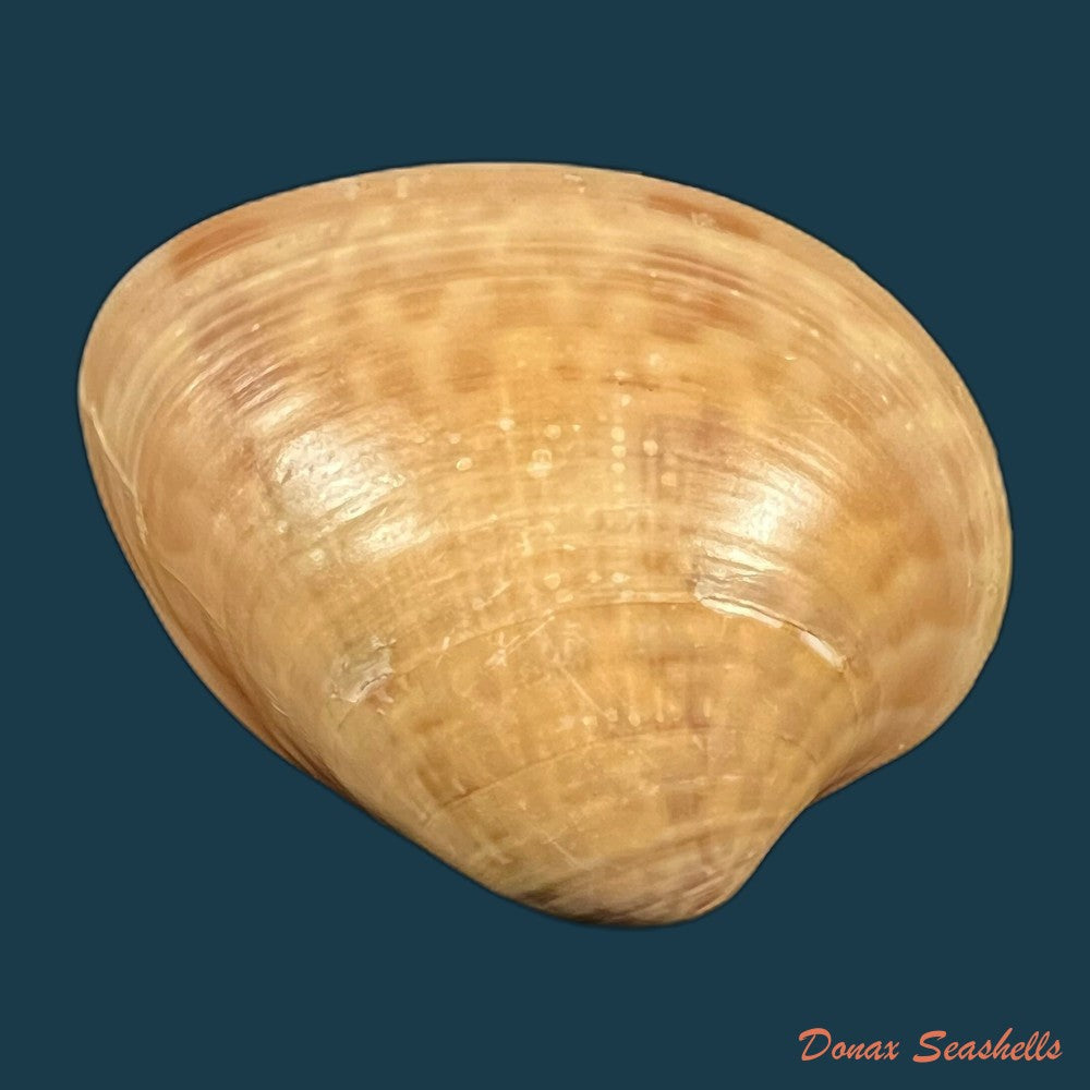 megapitaria-maculata-linnaeus-1758-57-4mm-copia-1