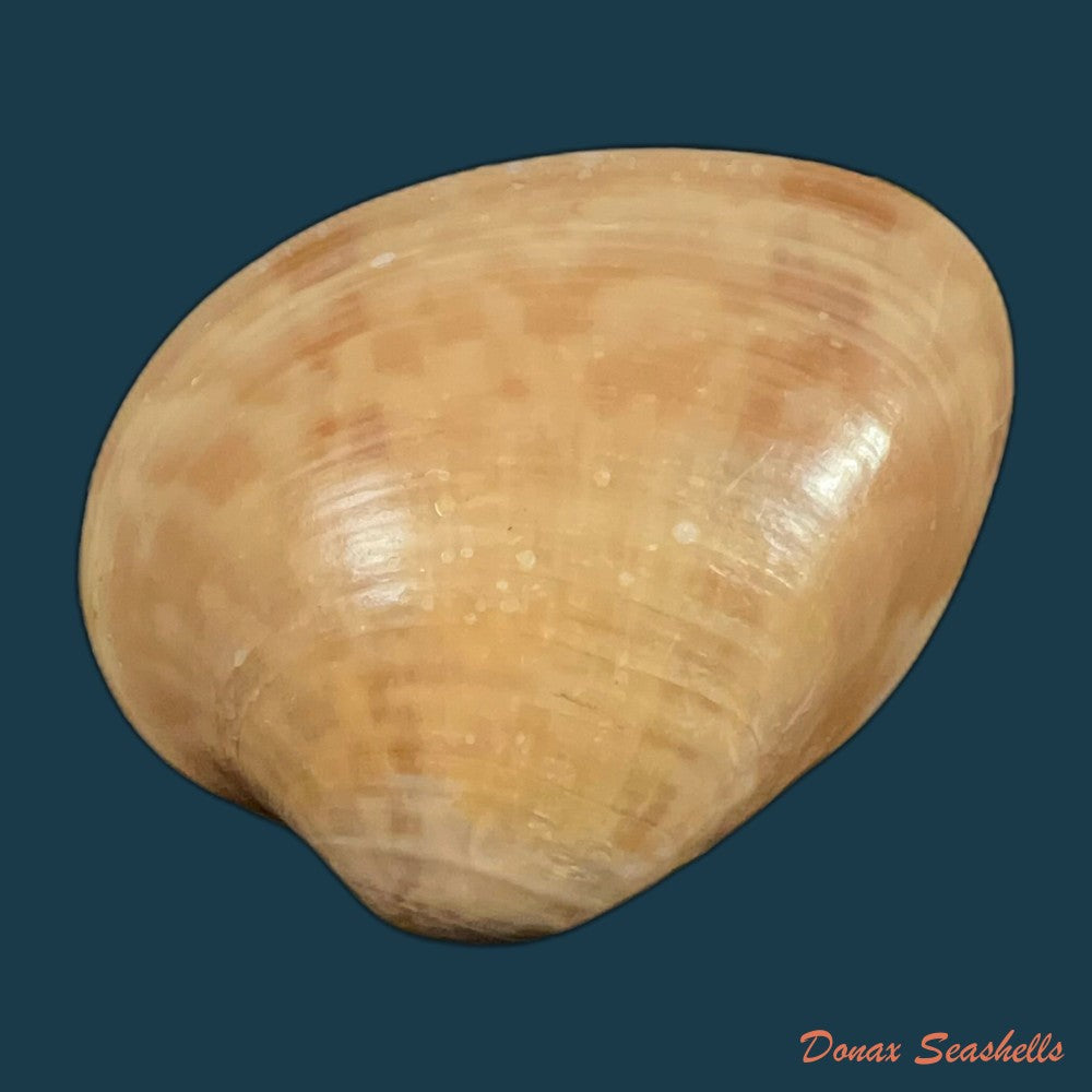 megapitaria-maculata-linnaeus-1758-57-4mm-copia-1