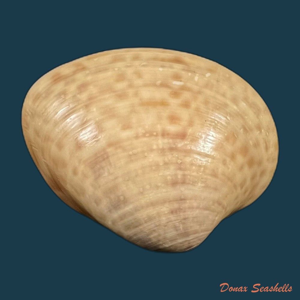 megapitaria-maculata-linnaeus-1758-57-4mm-copia