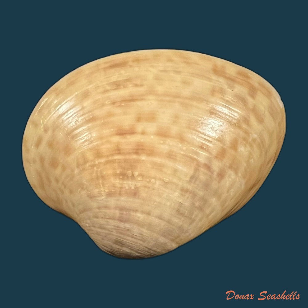 megapitaria-maculata-linnaeus-1758-57-4mm-copia