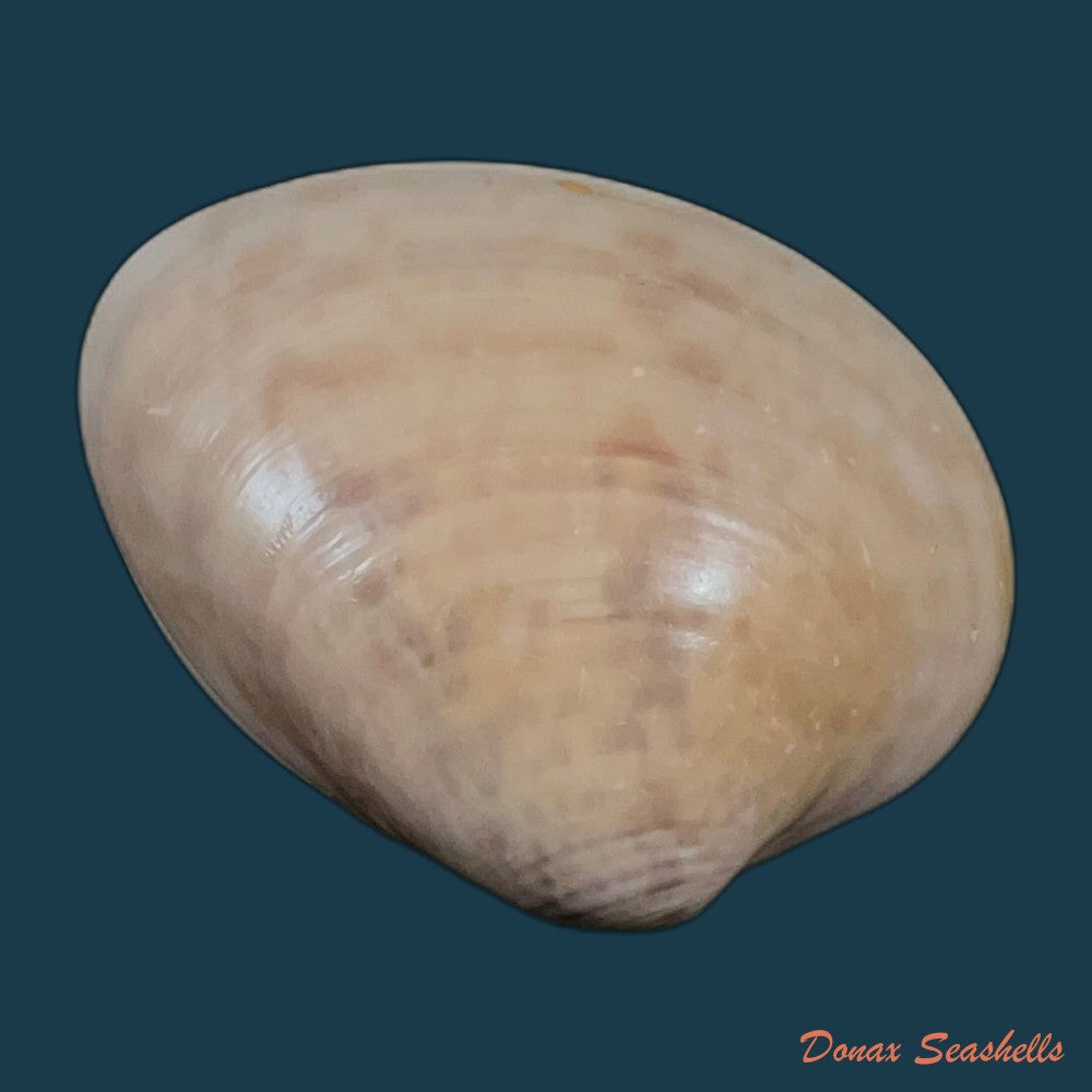 megapitaria-maculata-linnaeus-1758-57-6mm-copia