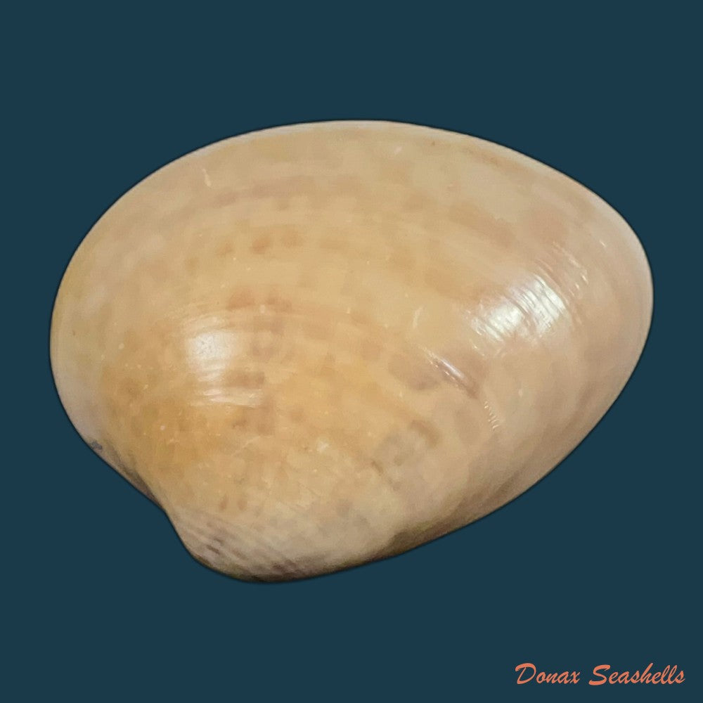 megapitaria-maculata-linnaeus-1758-57-6mm-copia