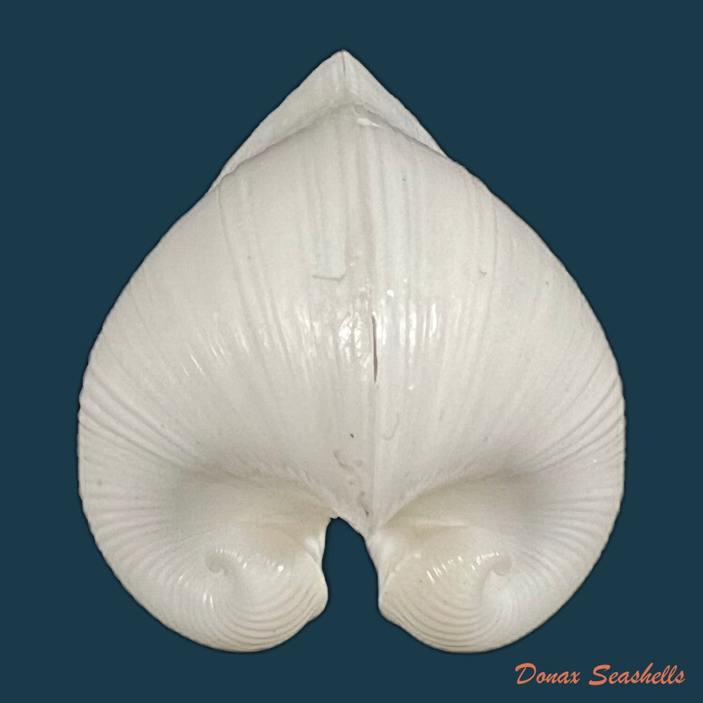 meiocardia-moltkiana-gmelin-1791-31-7mm-copia
