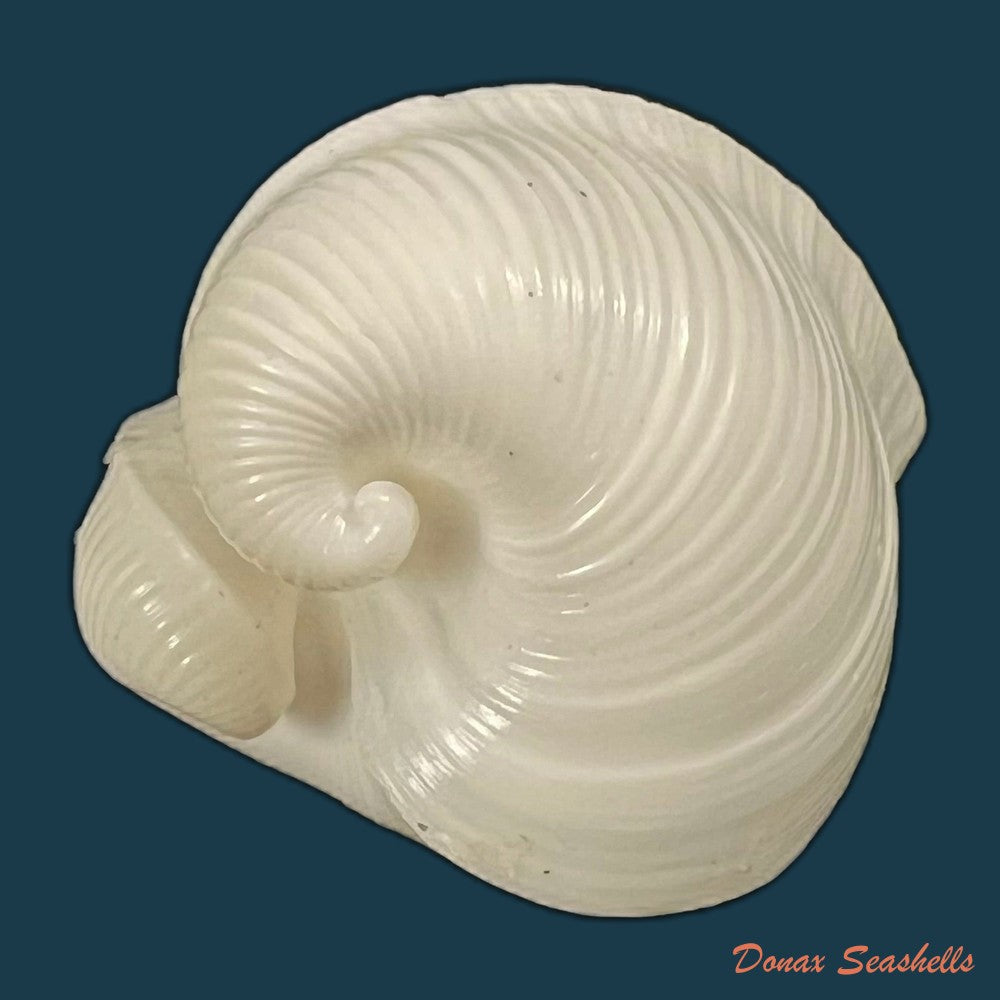 meiocardia-moltkiana-gmelin-1791-31-7mm-copia
