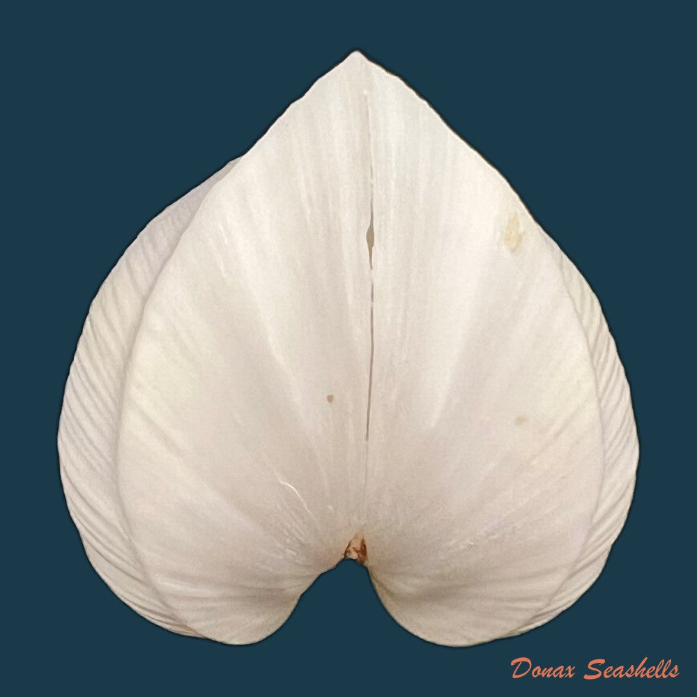 meiocardia-moltkiana-gmelin-1791-33-8mm-copia