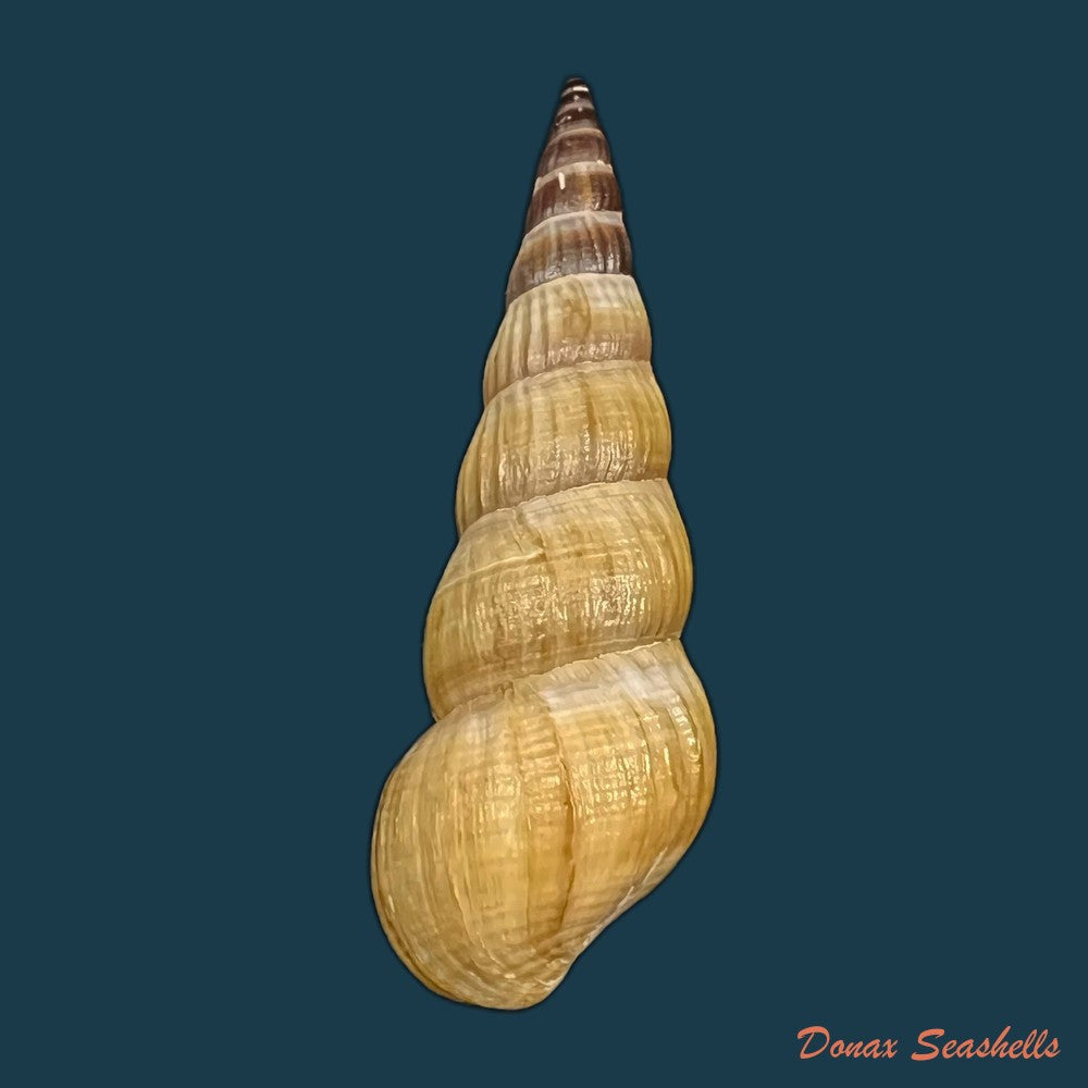 melanatria-fluminea-gmelin-1767-61mm-copia