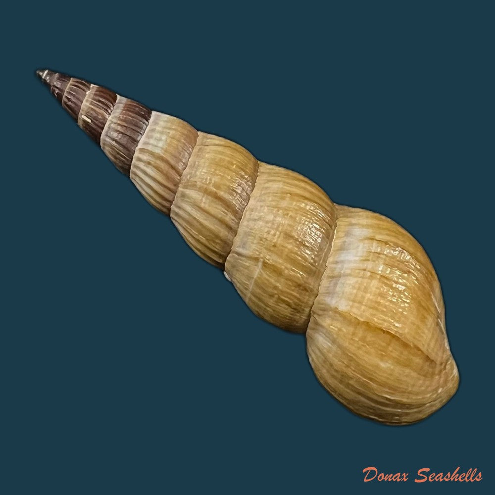 melanatria-fluminea-gmelin-1767-61mm-copia