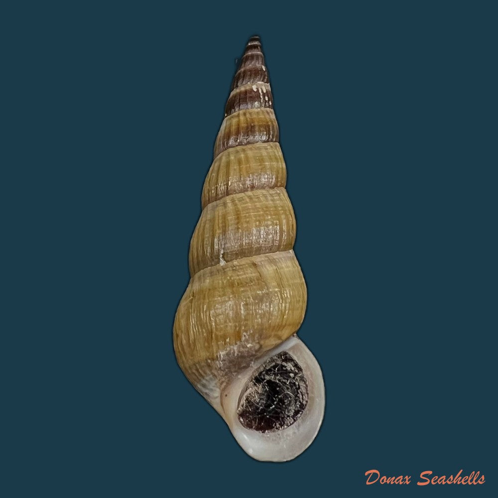melanatria-fluminea-gmelin-1767-61mm-copia