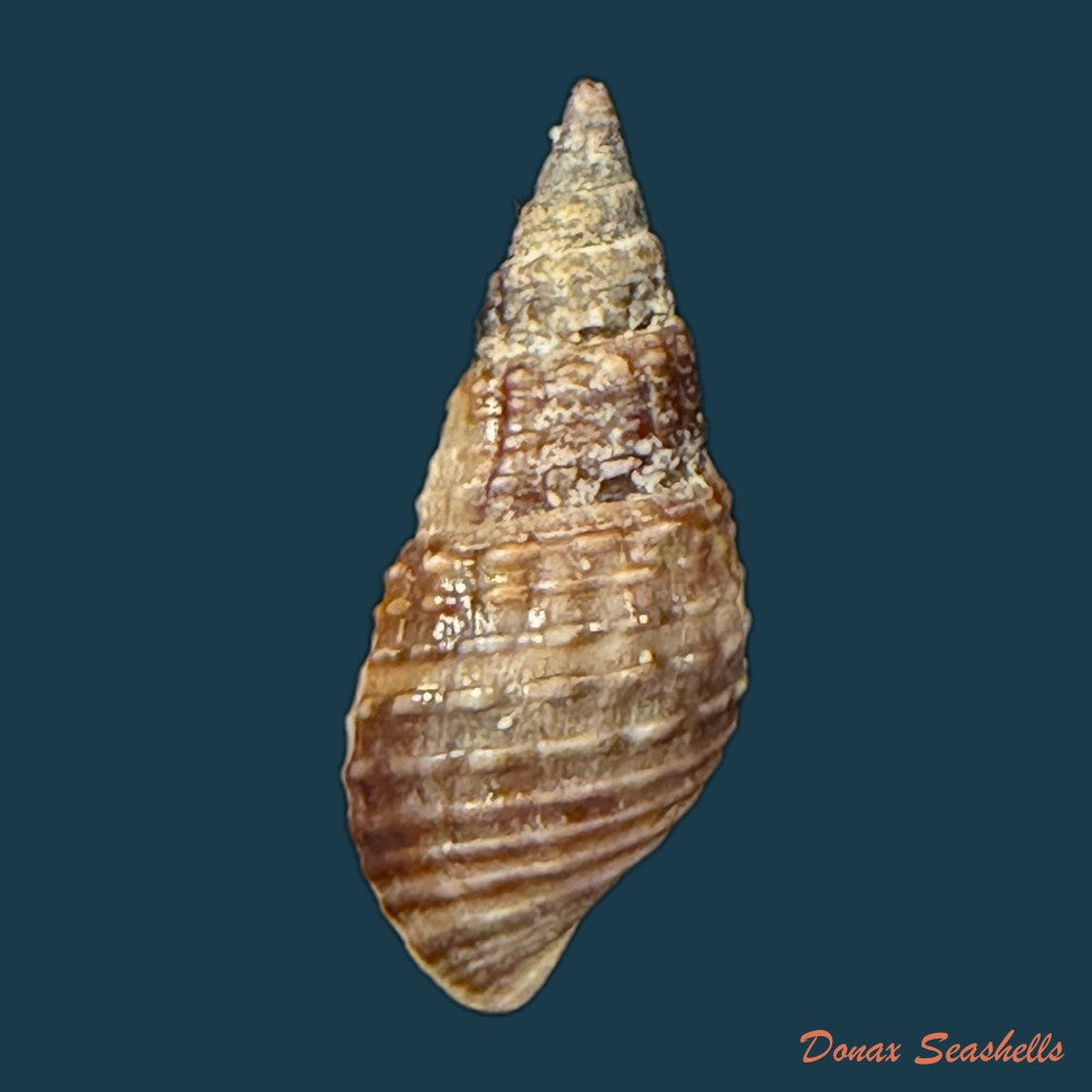 melania-pantherina-von-dem-busch-1858-20-2mm-copia