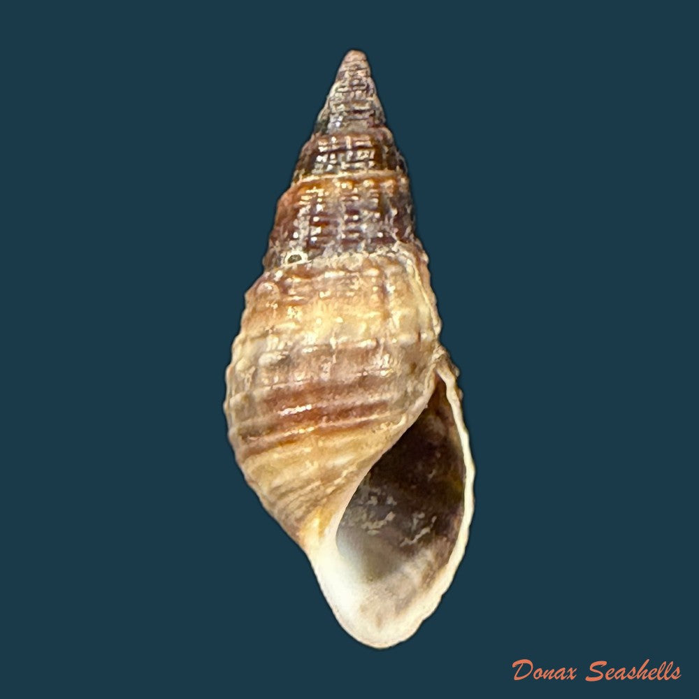 melania-pantherina-von-dem-busch-1858-20-2mm-copia