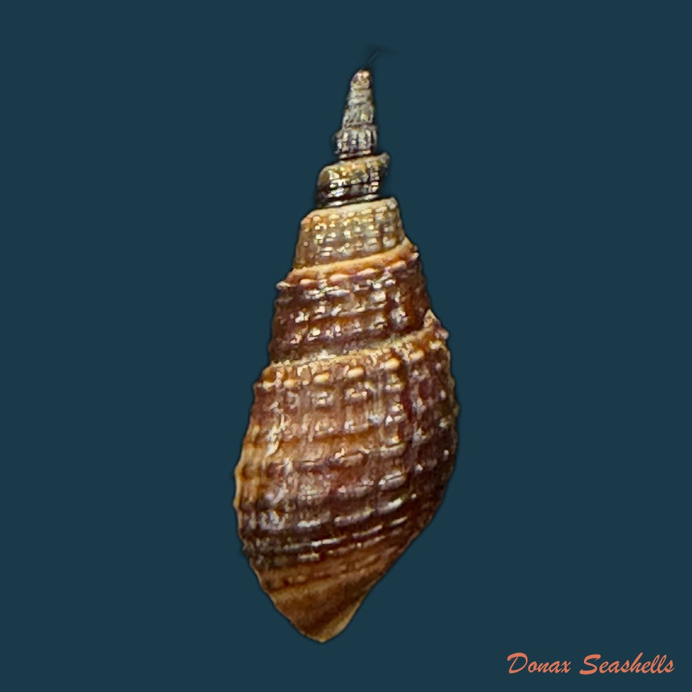 melania-pantherina-von-dem-busch-1858-20-4mm-copia