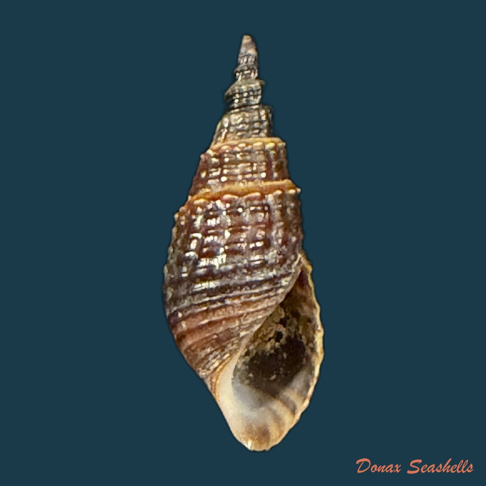melania-pantherina-von-dem-busch-1858-20-4mm-copia