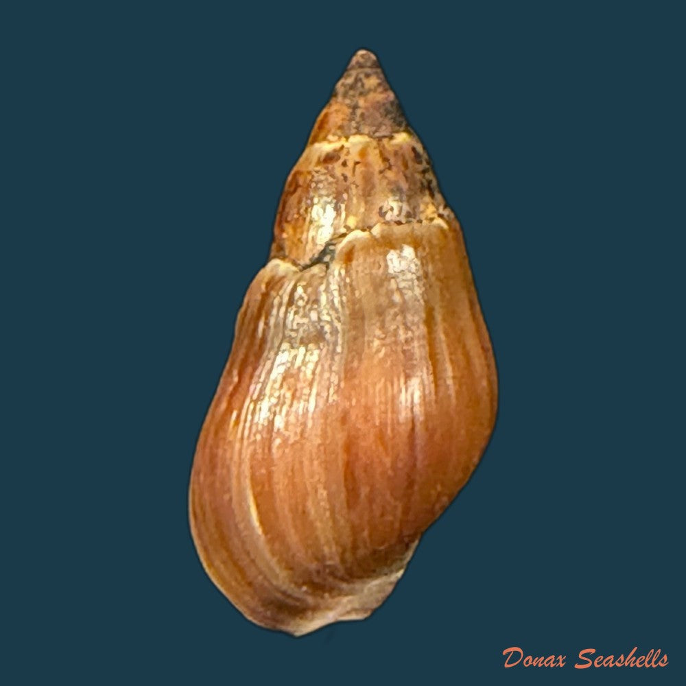 melanopsis-cesari-pallary-1920-13-7mm-copia