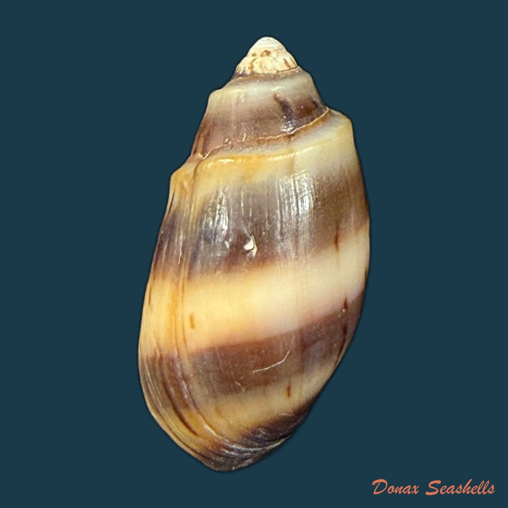 melanopsis-fasensis-var-cristata-pallary-1920-22-1mm-copia