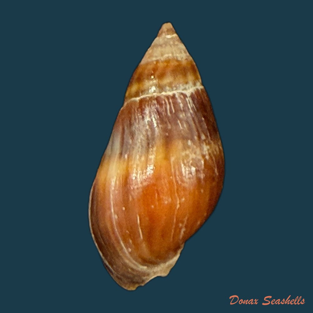 melanopsis-foleyi-pallary-1920-19-4mm-copia