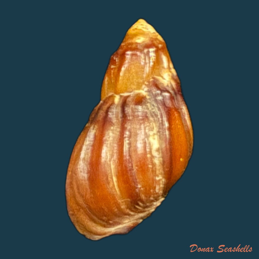 melanopsis-subimpressa-pallary-1920-27-9mm-copia-1