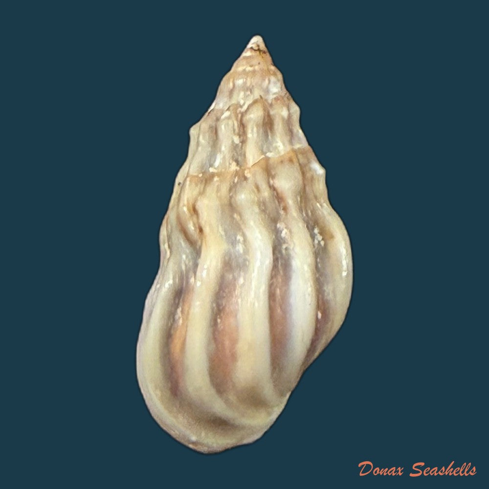 melanopsis-subimpressa-pallary-1920-27-9mm-copia