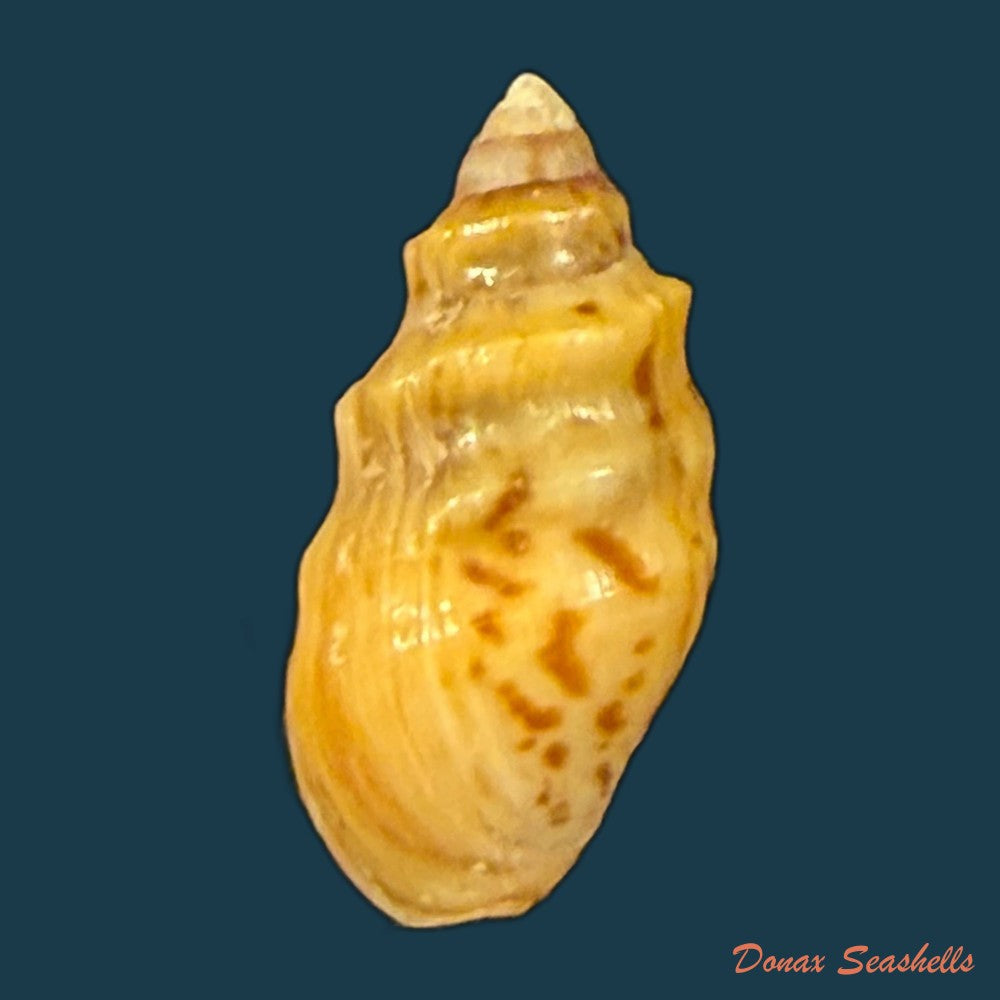 melanopsis-tricarinata-bruguiere-1789-20-6mm-copia