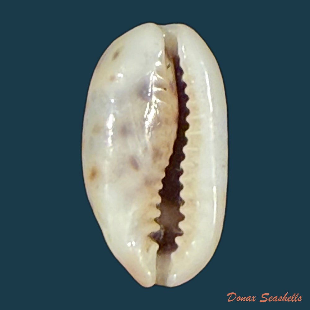 melicerona-felina-gmelin-1791-14-6mm-copia