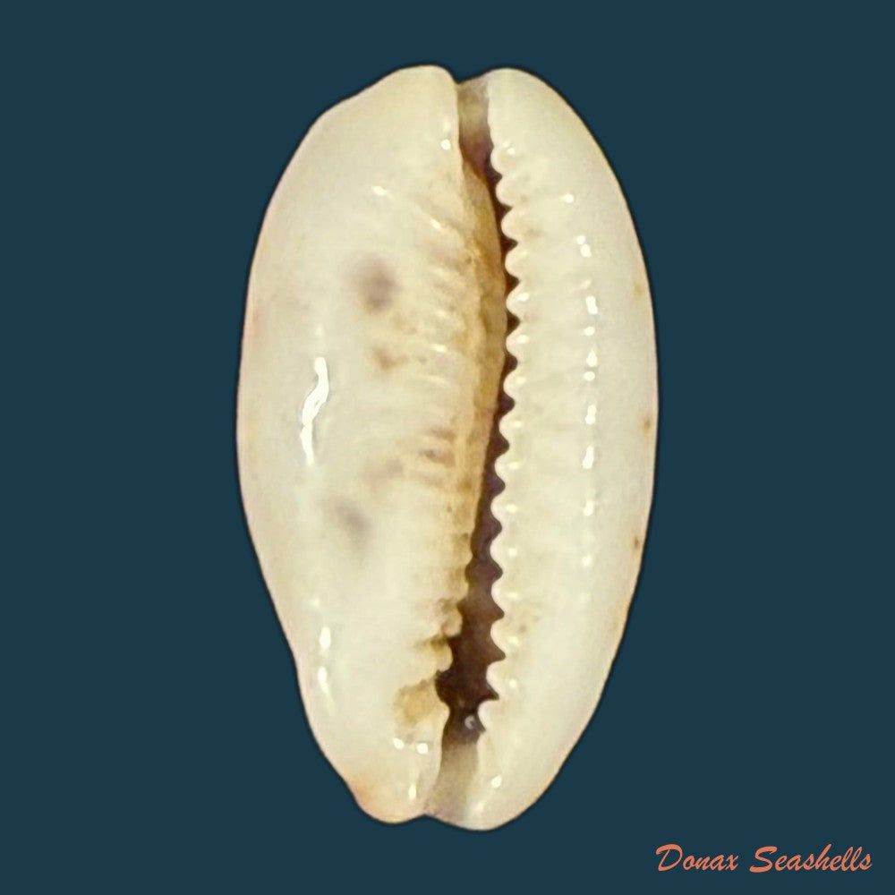 melicerona-listeri-gray-1824-15-7mm-copia
