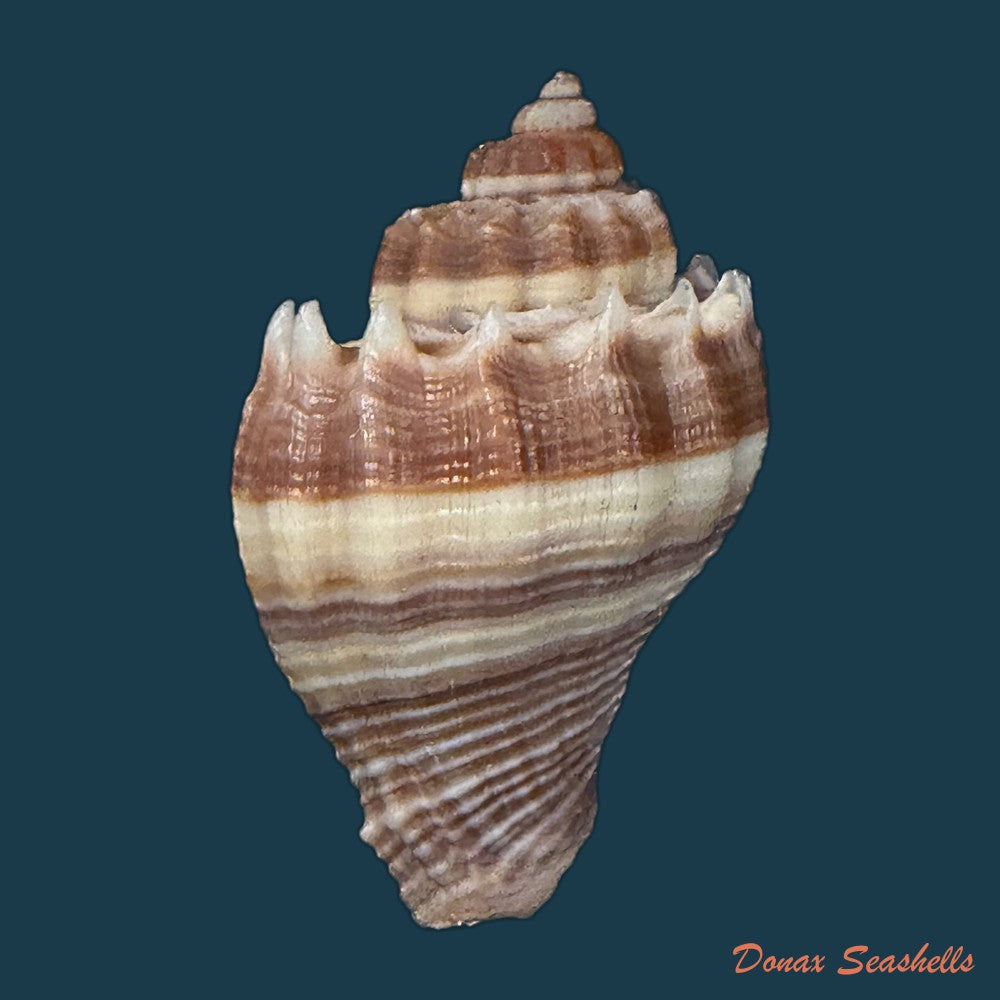 melongena-corona-altispira-pilsbry-vanatta-1934-31-7mm-copia