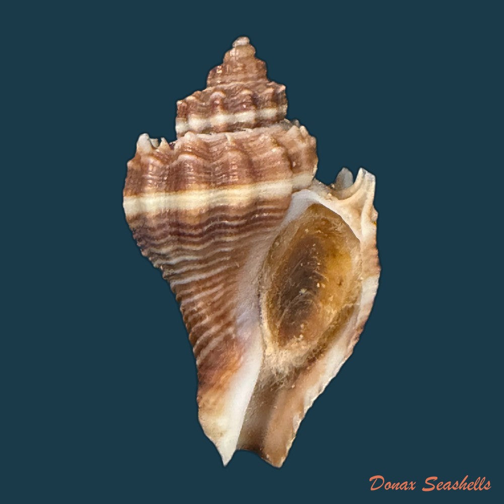 melongena-corona-altispira-pilsbry-vanatta-1934-32-6mm-copia