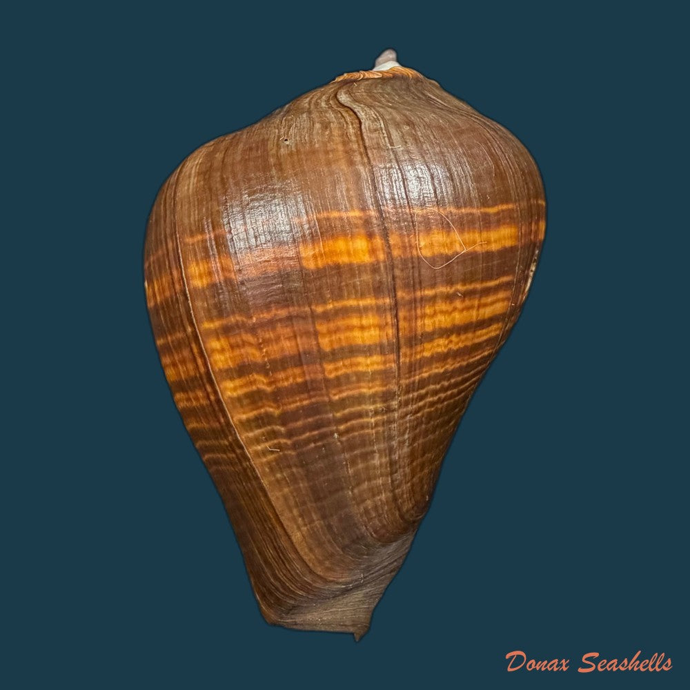 melongena-patula-broderip-g-b-sowerby-i-1829-141-5mm-copia