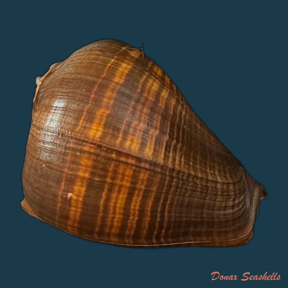 melongena-patula-broderip-g-b-sowerby-i-1829-141-5mm-copia