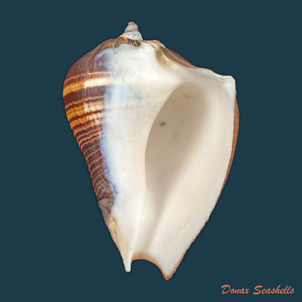 melongena-patula-broderip-g-b-sowerby-i-1829-141-5mm-copia