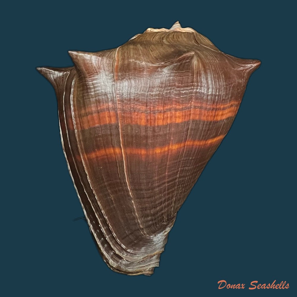 melongena-patula-broderip-g-b-sowerby-i-1829-141mm-copia