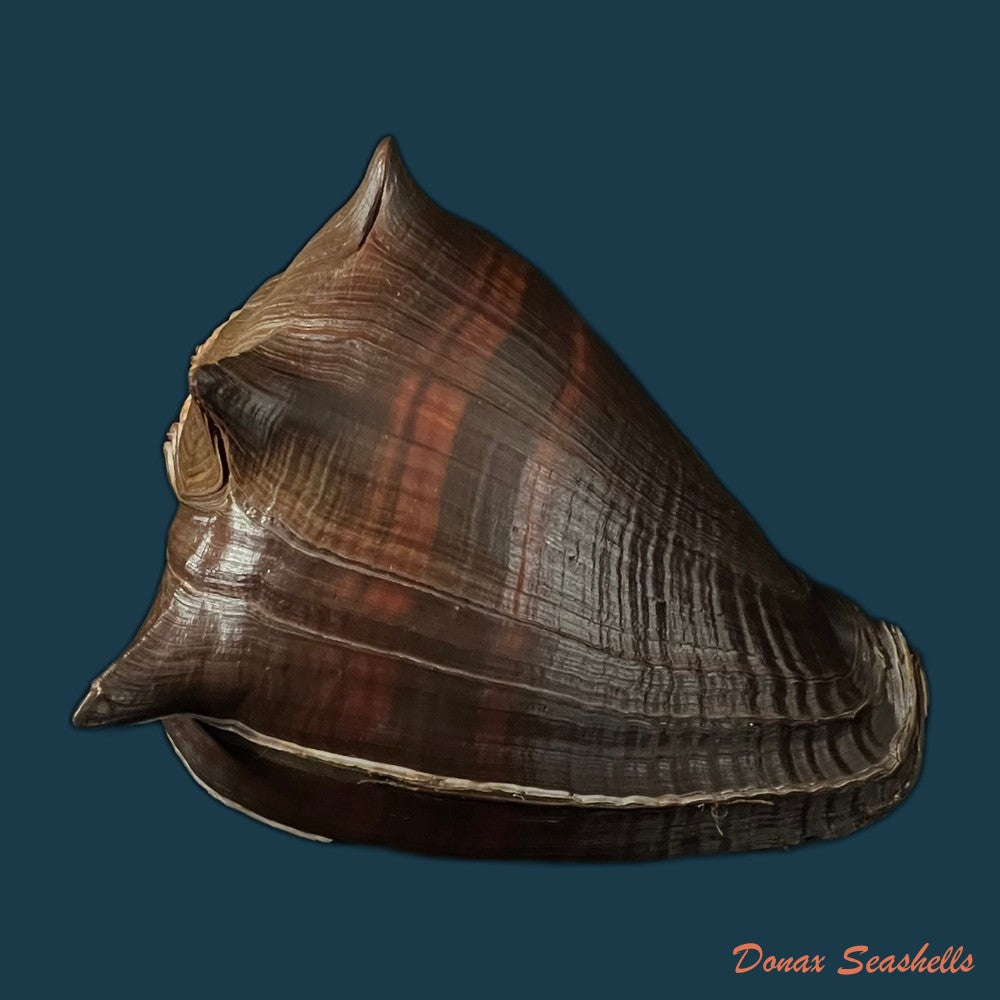 melongena-patula-broderip-g-b-sowerby-i-1829-141mm-copia