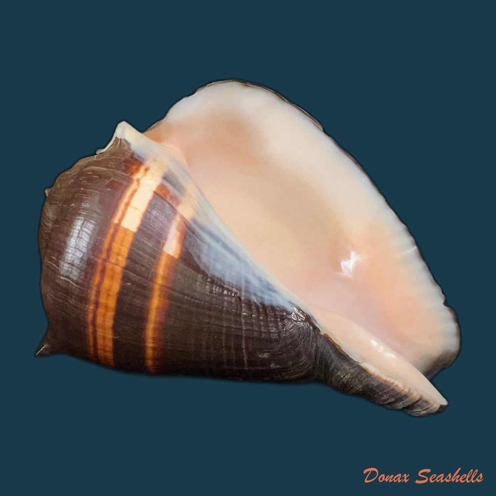 melongena-patula-broderip-g-b-sowerby-i-1829-141mm-copia