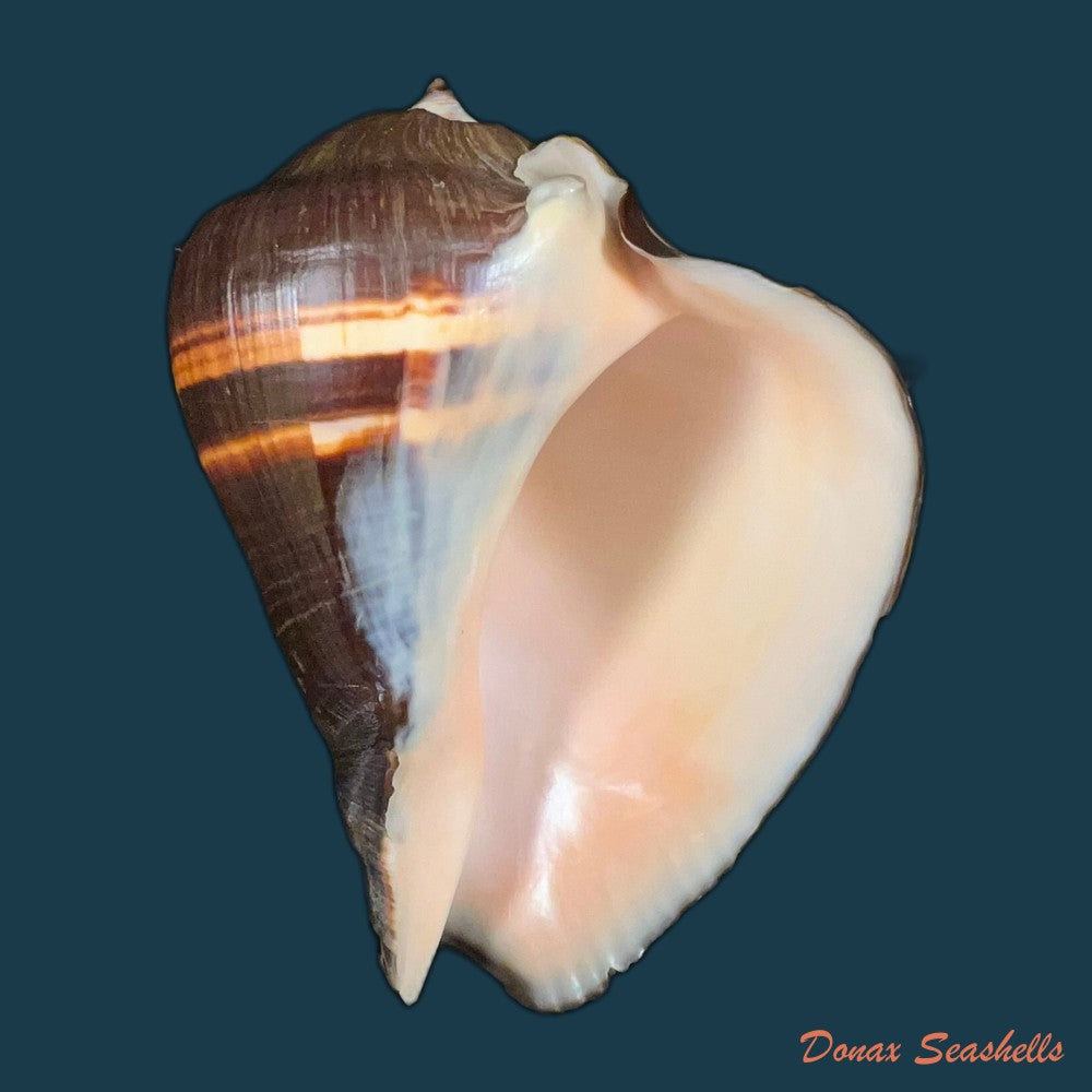 melongena-patula-broderip-g-b-sowerby-i-1829-141mm-copia