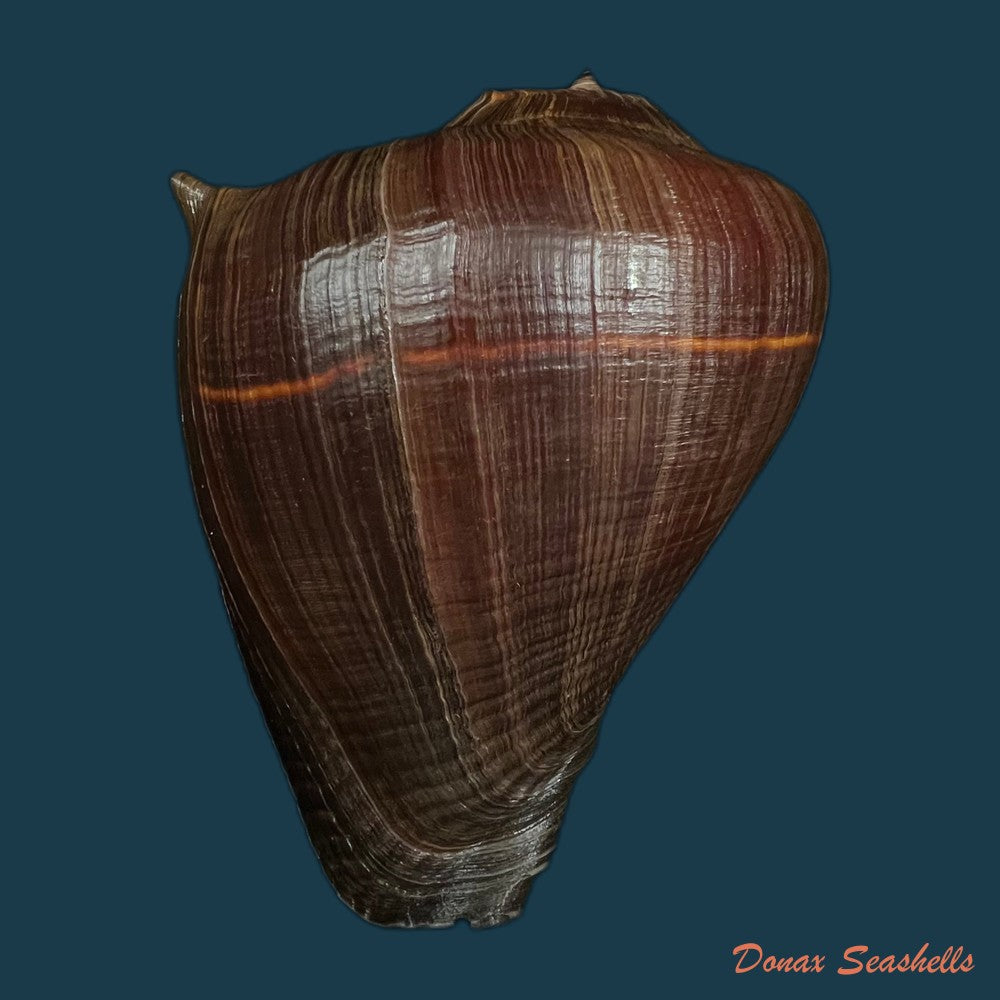 melongena-patula-broderip-sowerby-1829-128-4mm-copia