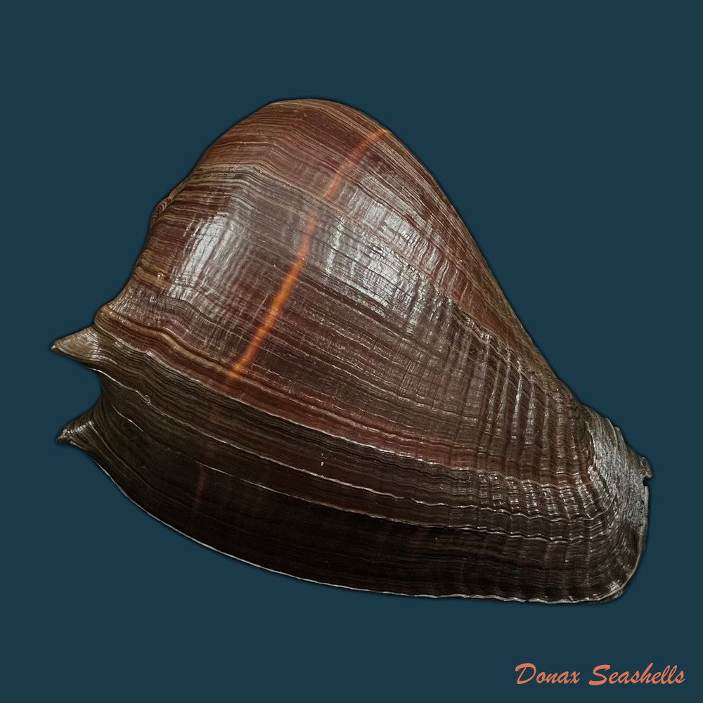 melongena-patula-broderip-sowerby-1829-128-4mm-copia