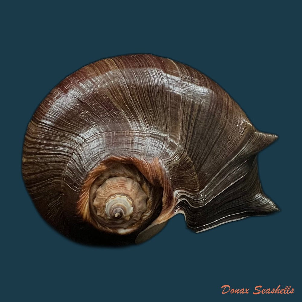 melongena-patula-broderip-sowerby-1829-128-4mm-copia