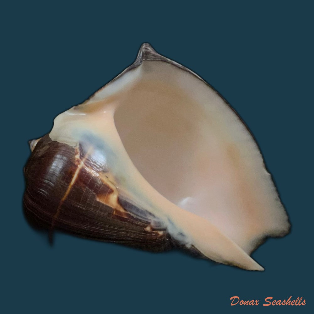 melongena-patula-broderip-sowerby-1829-128-4mm-copia