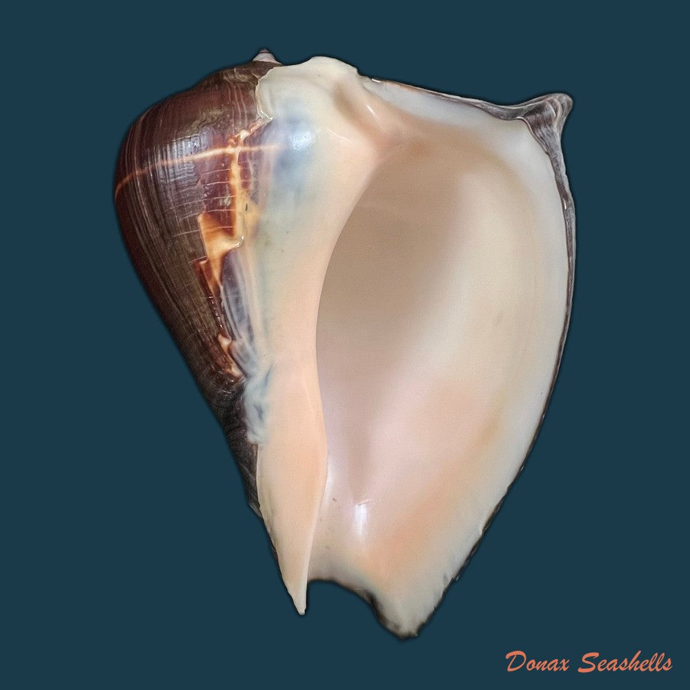 melongena-patula-broderip-sowerby-1829-128-4mm-copia