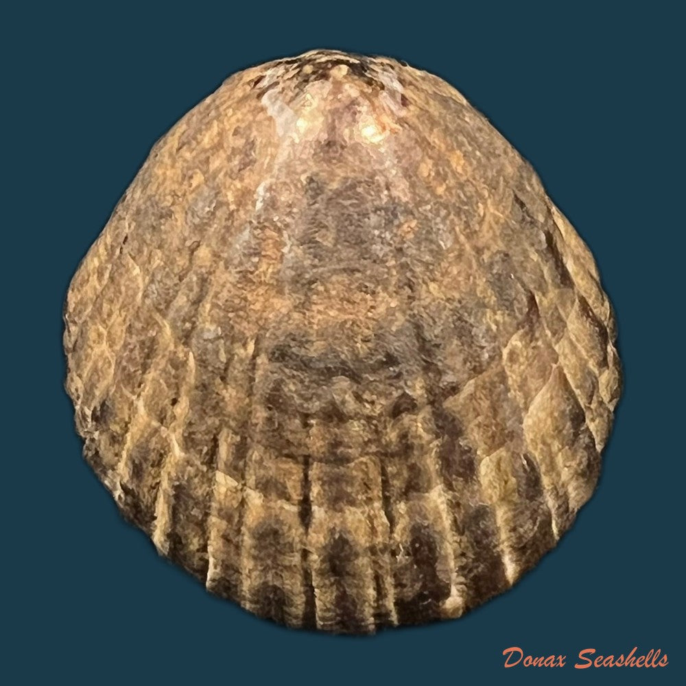 menathais-bimaculata-jonas-1845-48-6mm-copia