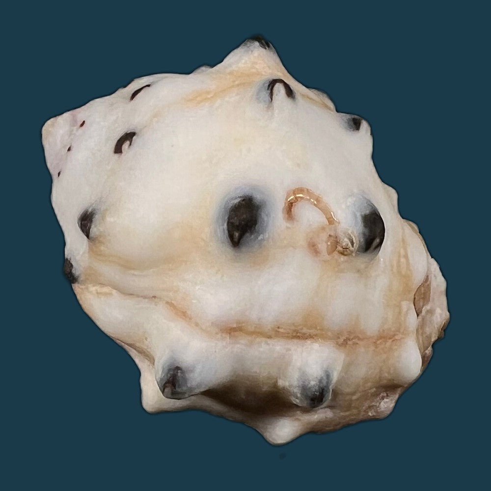 menathais-bimaculata-jonas-1845-48-7mm-copia