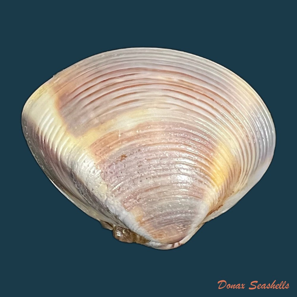meretrix-lyrata-g-b-sowerby-ii-1851-36mm-copia
